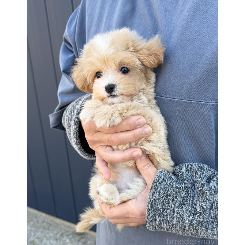 販売中の千葉県のマルプー:マルチーズ×トイプードル-439357の10枚目