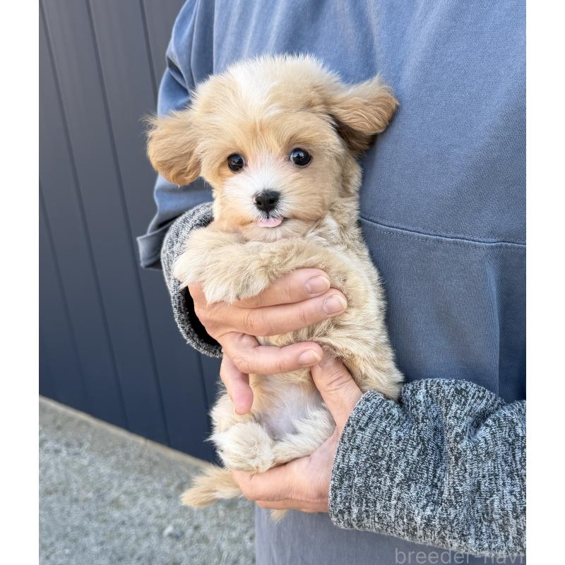 販売中の千葉県のマルプー:マルチーズ×トイプードル-439357の9枚目
