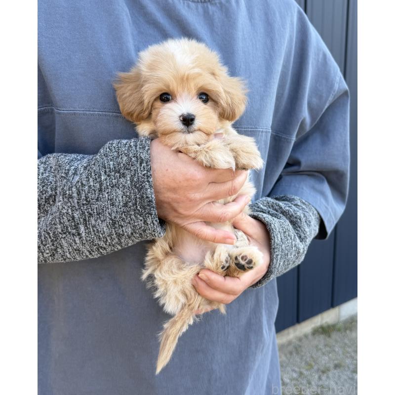 販売中の千葉県のマルプー:マルチーズ×トイプードル-439357の8枚目