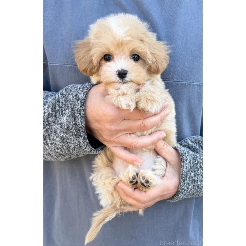 販売中の千葉県のマルプー:マルチーズ×トイプードル-439357の7枚目