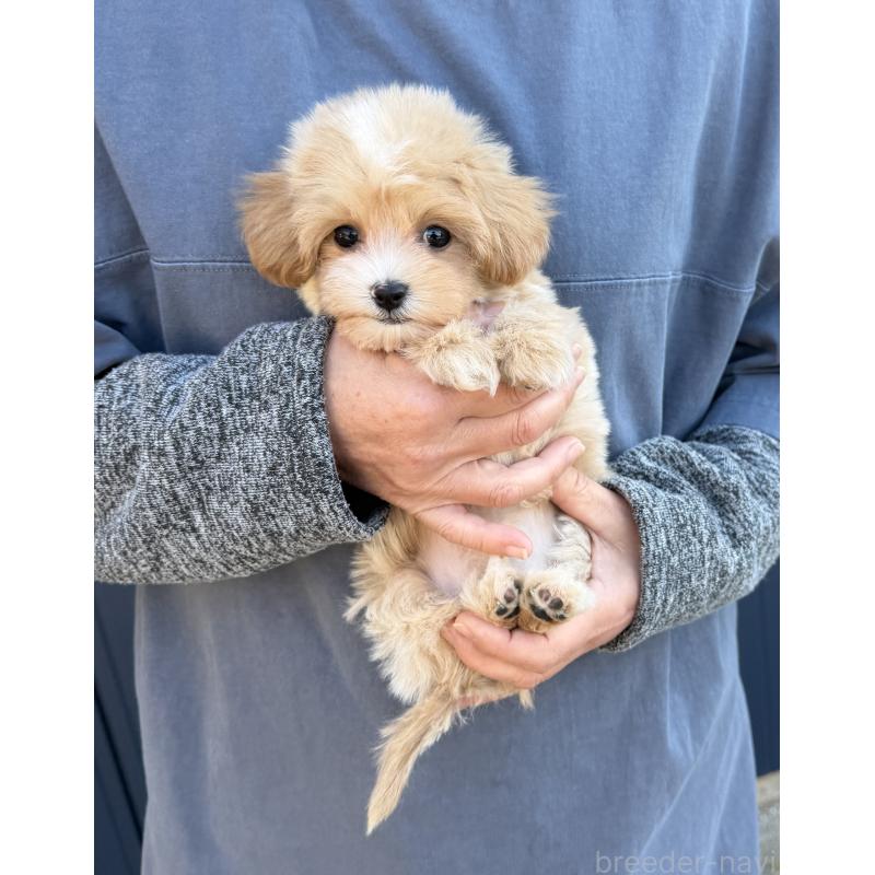 販売中の千葉県のマルプー:マルチーズ×トイプードル-439357の6枚目