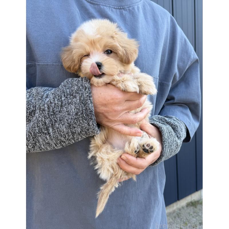 販売中の千葉県のマルプー:マルチーズ×トイプードル-439357の5枚目