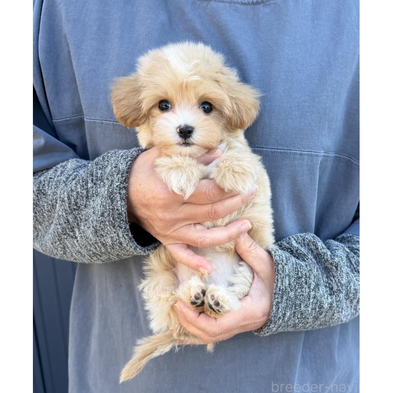 販売中の千葉県のマルプー:マルチーズ×トイプードル-439357の4枚目