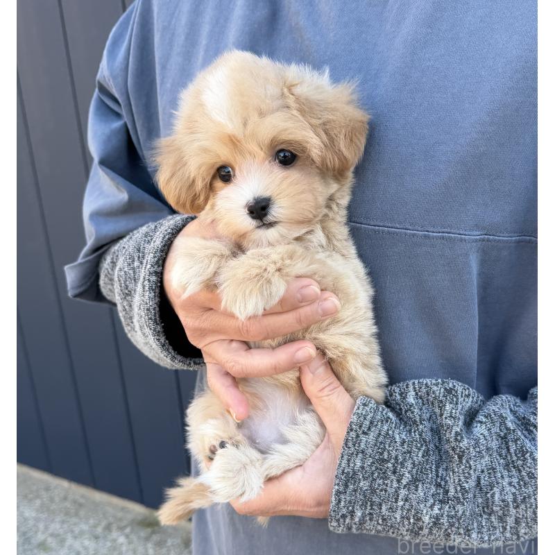 販売中の千葉県のマルプー:マルチーズ×トイプードル-439357の3枚目