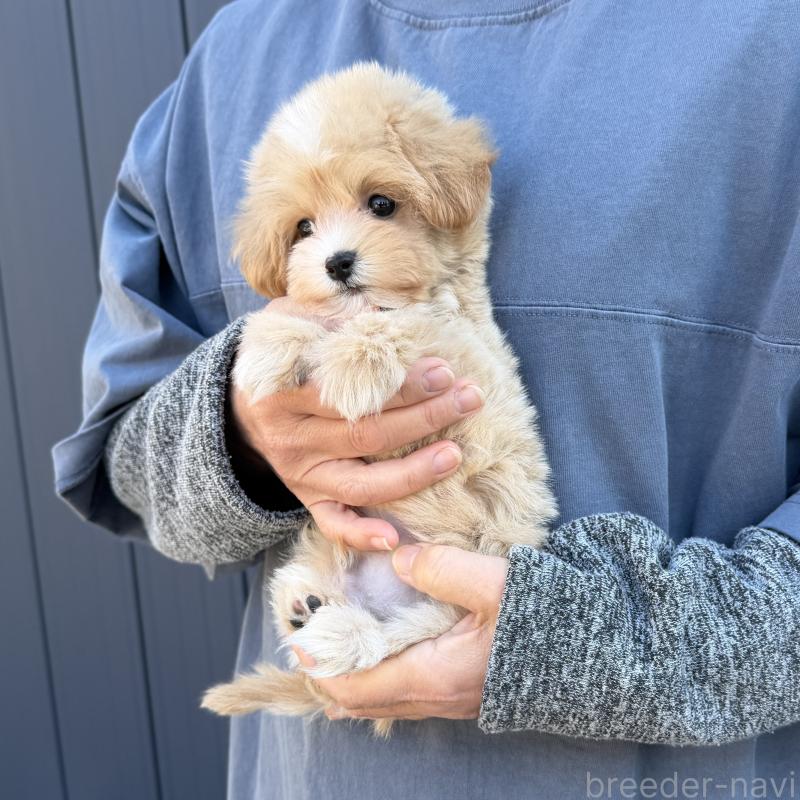 販売中の千葉県のマルプー:マルチーズ×トイプードル-439357の2枚目