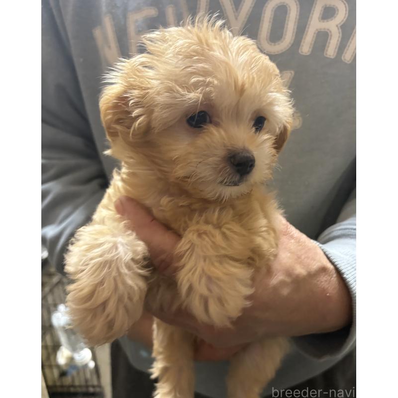 成約済の兵庫県のチワプー:チワワ×トイプードル-443179の1枚目