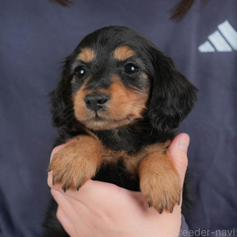 販売中の群馬県のカニンヘンダックスフンド(ロングヘアード)-443572の1枚目