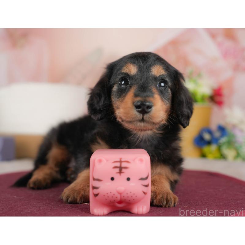 販売中の群馬県のカニンヘンダックスフンド(ロングヘアード)-443572の5枚目