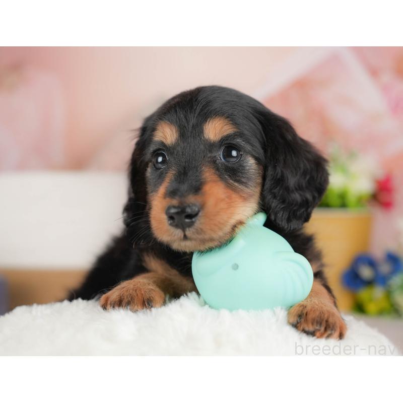 販売中の群馬県のカニンヘンダックスフンド(ロングヘアード)-443572の4枚目