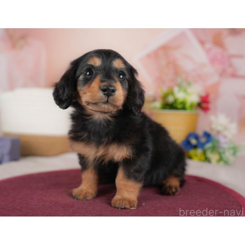 販売中の群馬県のカニンヘンダックスフンド(ロングヘアード)-443572の3枚目