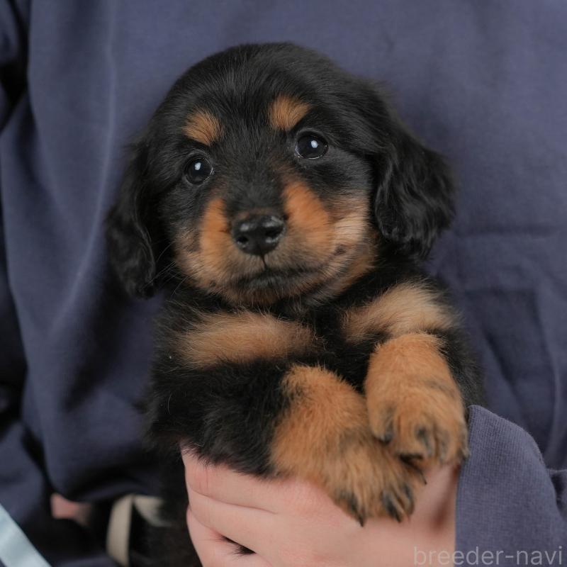 販売中の群馬県のカニンヘンダックスフンド(ロングヘアード)-443567