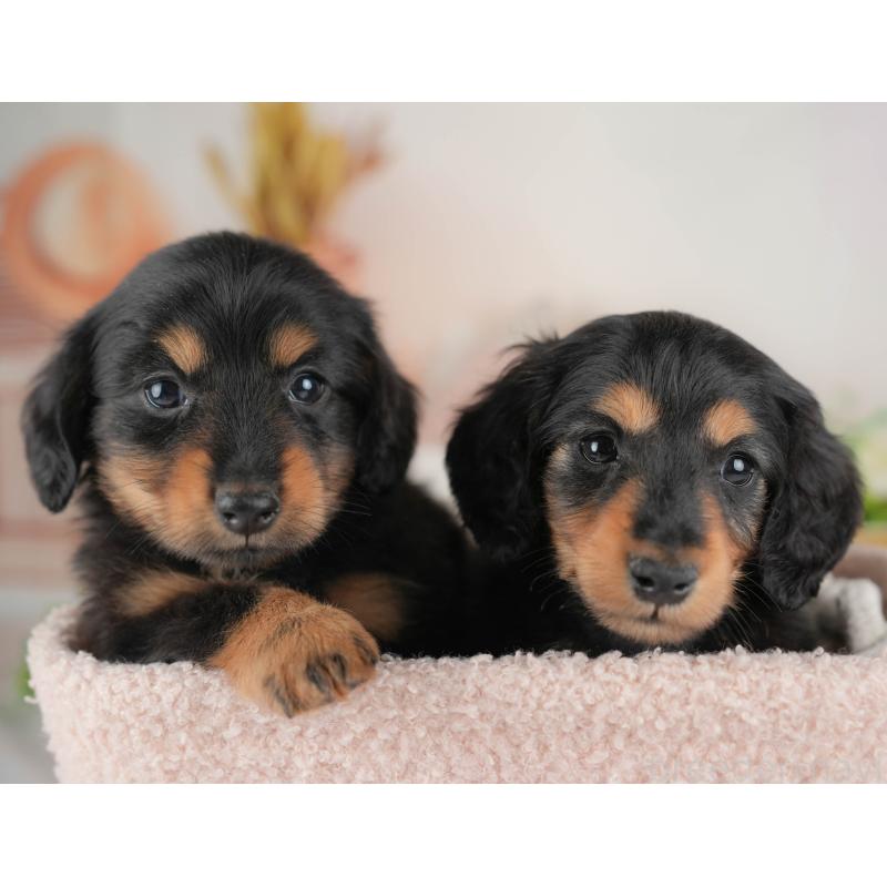 販売中の群馬県のカニンヘンダックスフンド(ロングヘアード)-443567の7枚目