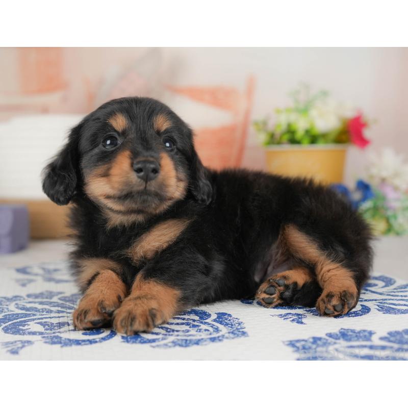 販売中の群馬県のカニンヘンダックスフンド(ロングヘアード)-443567の6枚目