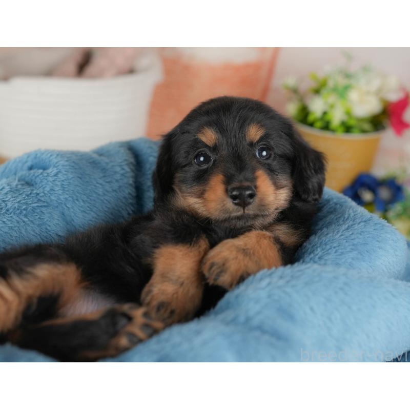 販売中の群馬県のカニンヘンダックスフンド(ロングヘアード)-443567の5枚目