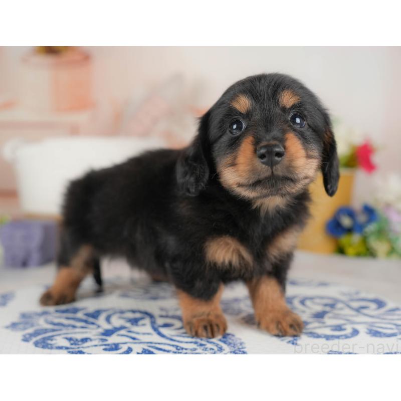 販売中の群馬県のカニンヘンダックスフンド(ロングヘアード)-443567の4枚目