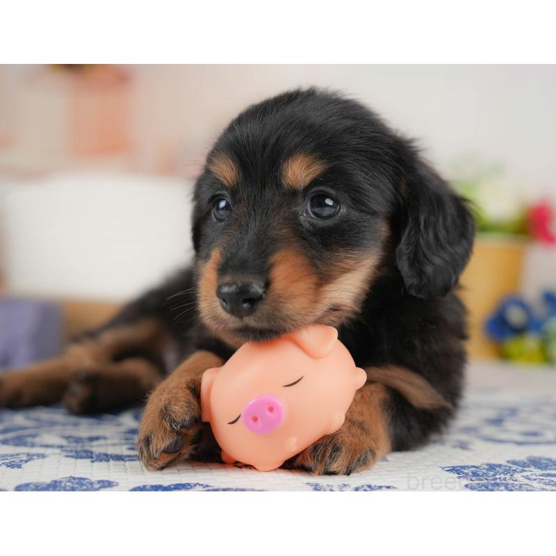 販売中の群馬県のカニンヘンダックスフンド(ロングヘアード)-443567の3枚目