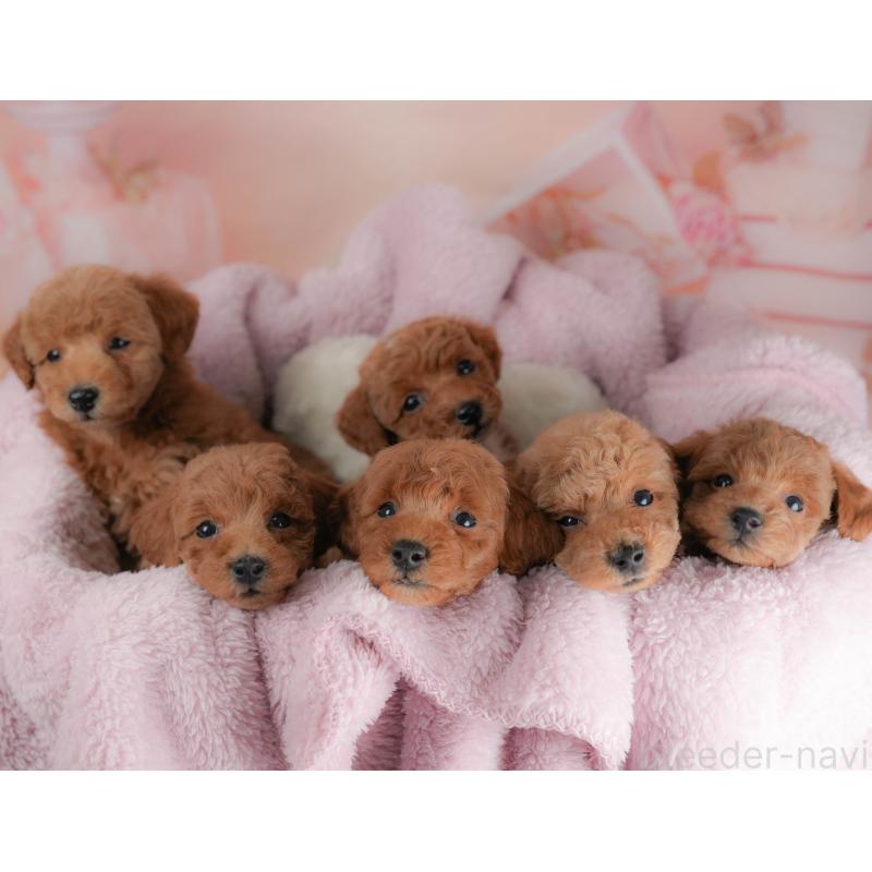 販売中の群馬県のトイプードル-443562の7枚目