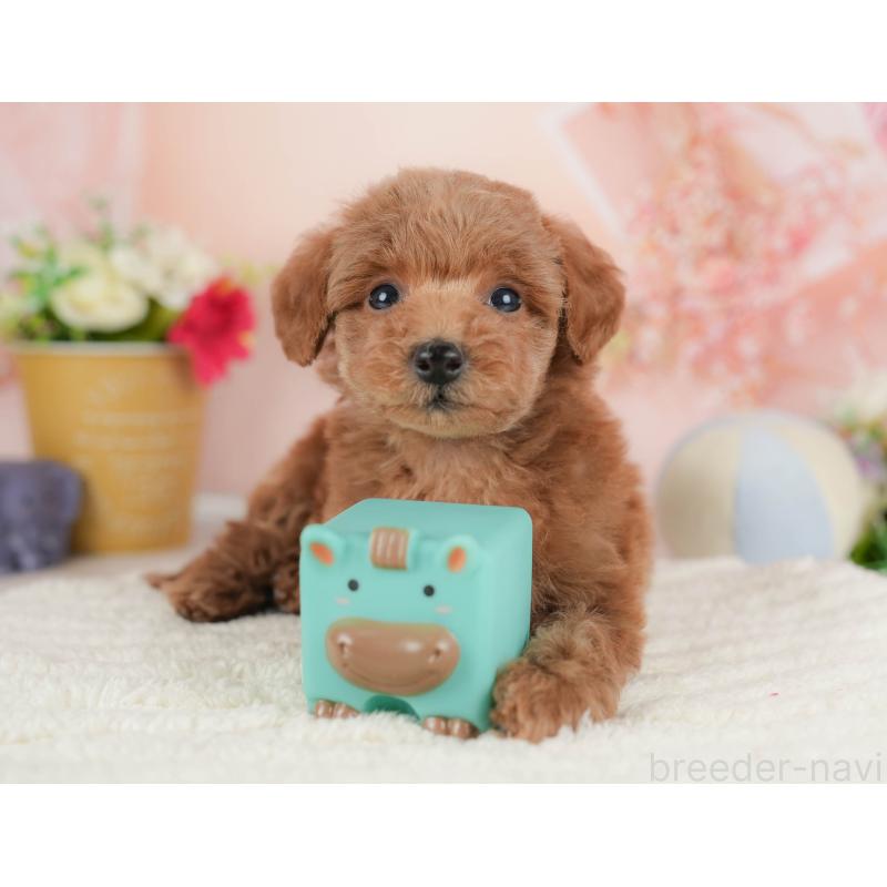 販売中の群馬県のトイプードル-443562の6枚目