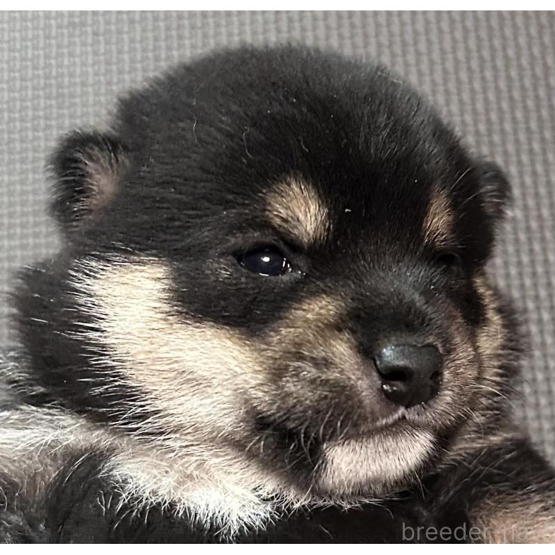 販売中の福岡県の豆柴-443180の15枚目