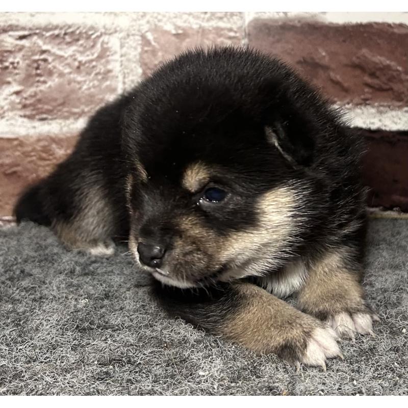 販売中の福岡県の豆柴-443180の13枚目