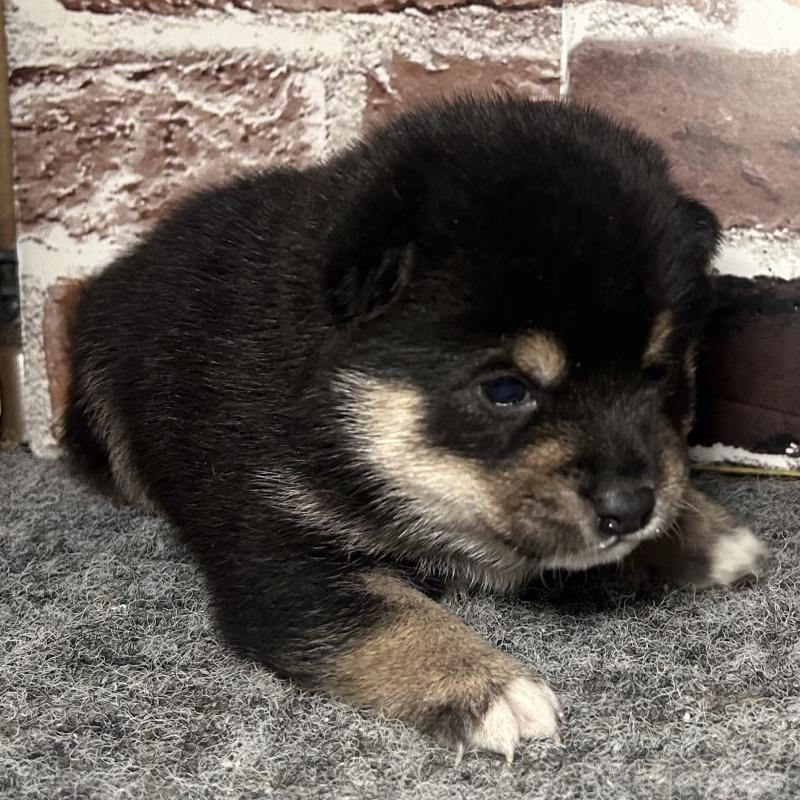 販売中の福岡県の豆柴-443180の12枚目