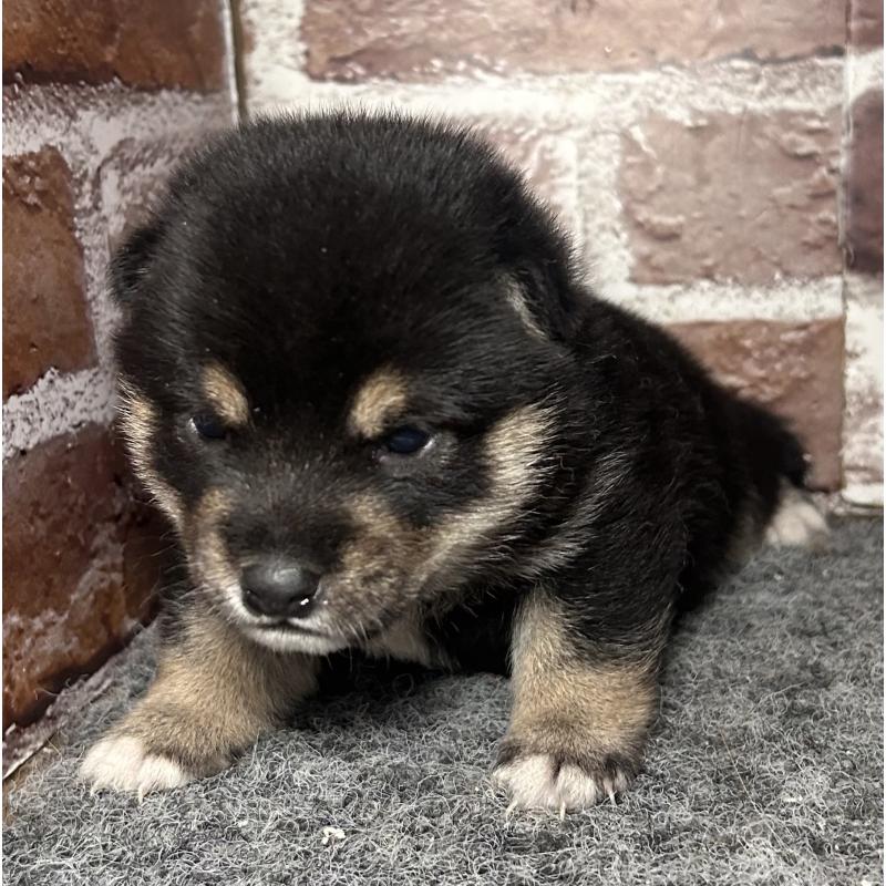 販売中の福岡県の豆柴-443180の10枚目