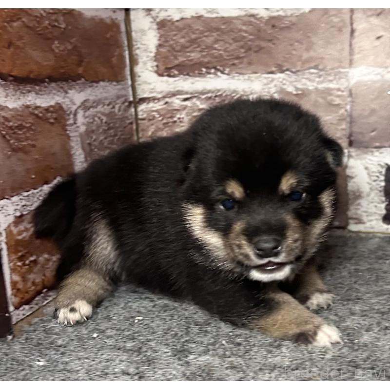 販売中の福岡県の豆柴-443180の9枚目