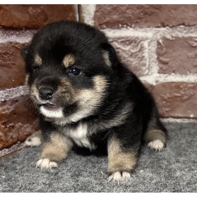 販売中の福岡県の豆柴-443180の8枚目