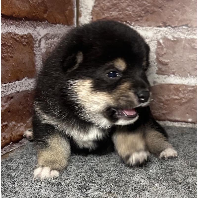 販売中の福岡県の豆柴-443180の7枚目