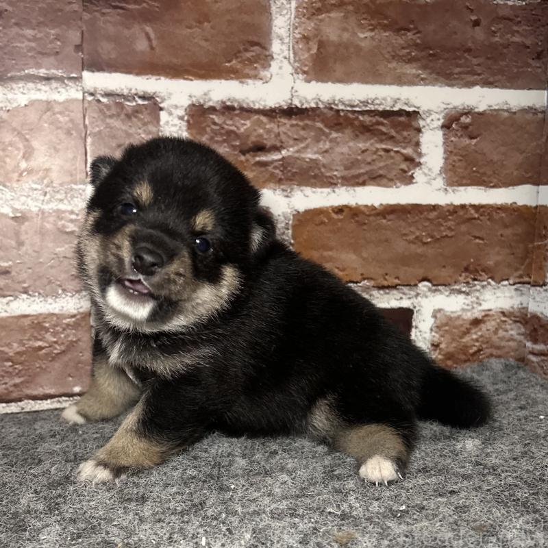 販売中の福岡県の豆柴-443180の6枚目