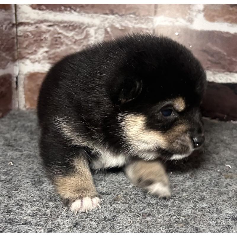 販売中の福岡県の豆柴-443180の5枚目