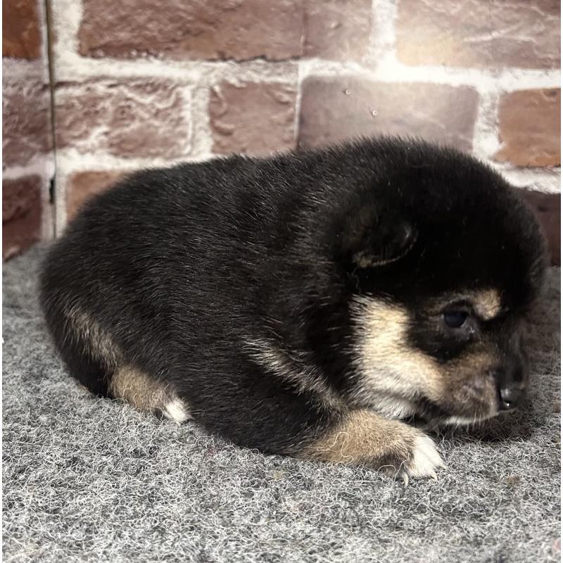 販売中の福岡県の豆柴-443180の3枚目