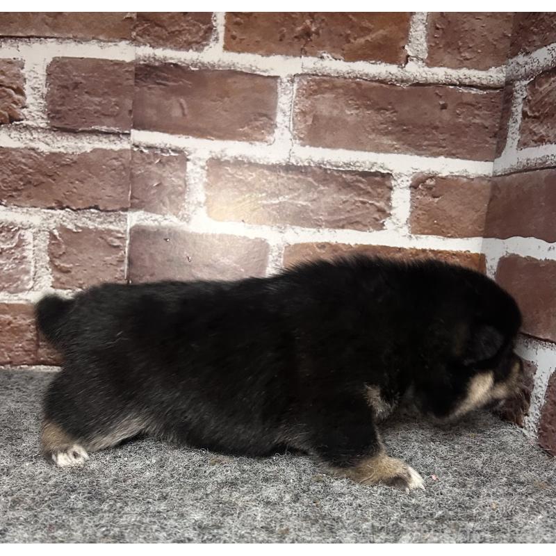 販売中の福岡県の豆柴-443180の2枚目