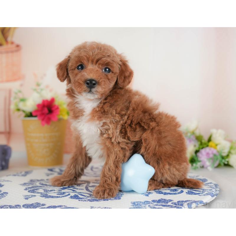 販売中の群馬県のトイプードル-443557の6枚目