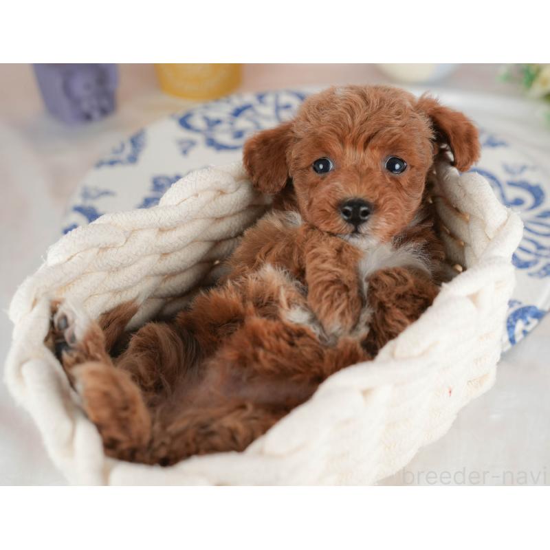 販売中の群馬県のトイプードル-443557の5枚目