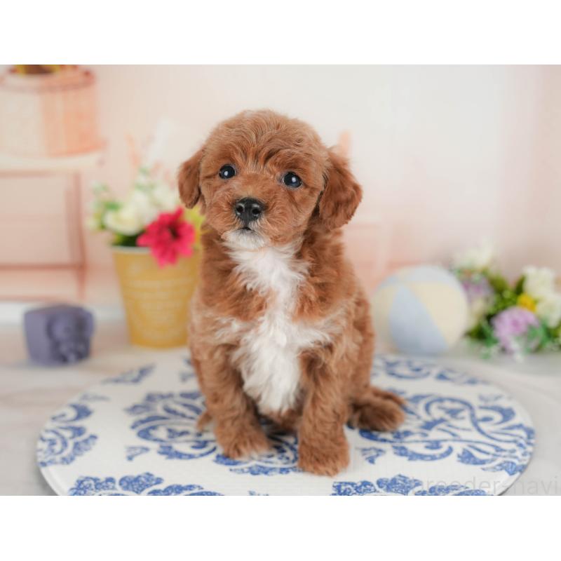 販売中の群馬県のトイプードル-443557の4枚目