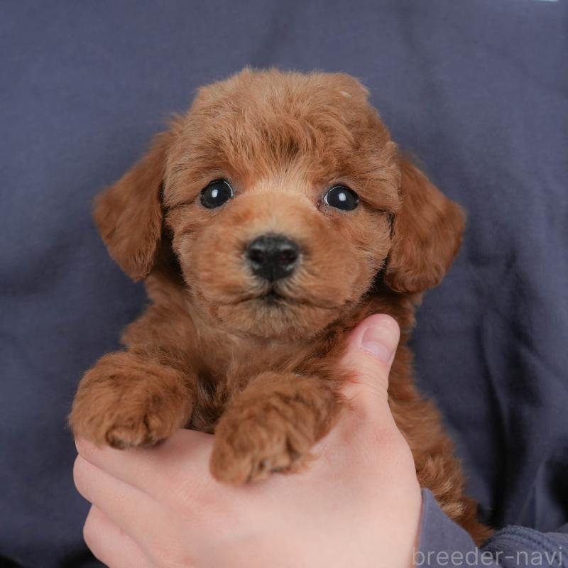 販売中の群馬県のトイプードル-443549