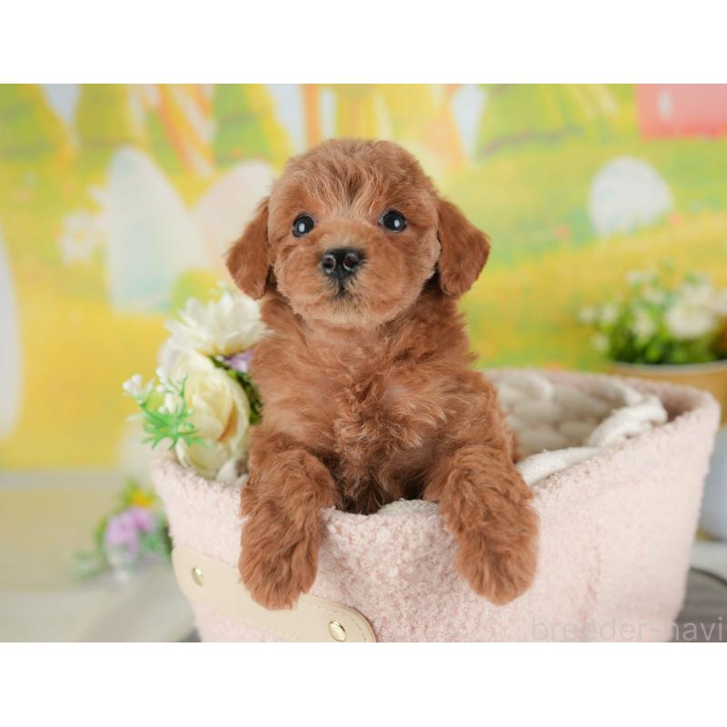 販売中の群馬県のトイプードル-443549の8枚目