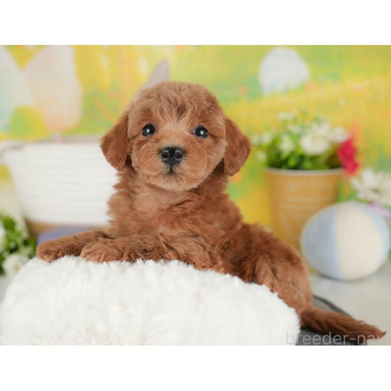 販売中の群馬県のトイプードル-443549の6枚目