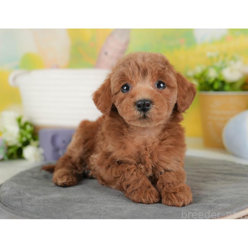 販売中の群馬県のトイプードル-443549の5枚目