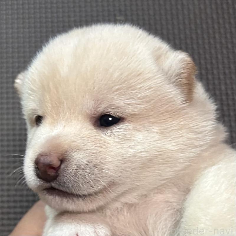 販売中の福岡県の豆柴-443181の11枚目