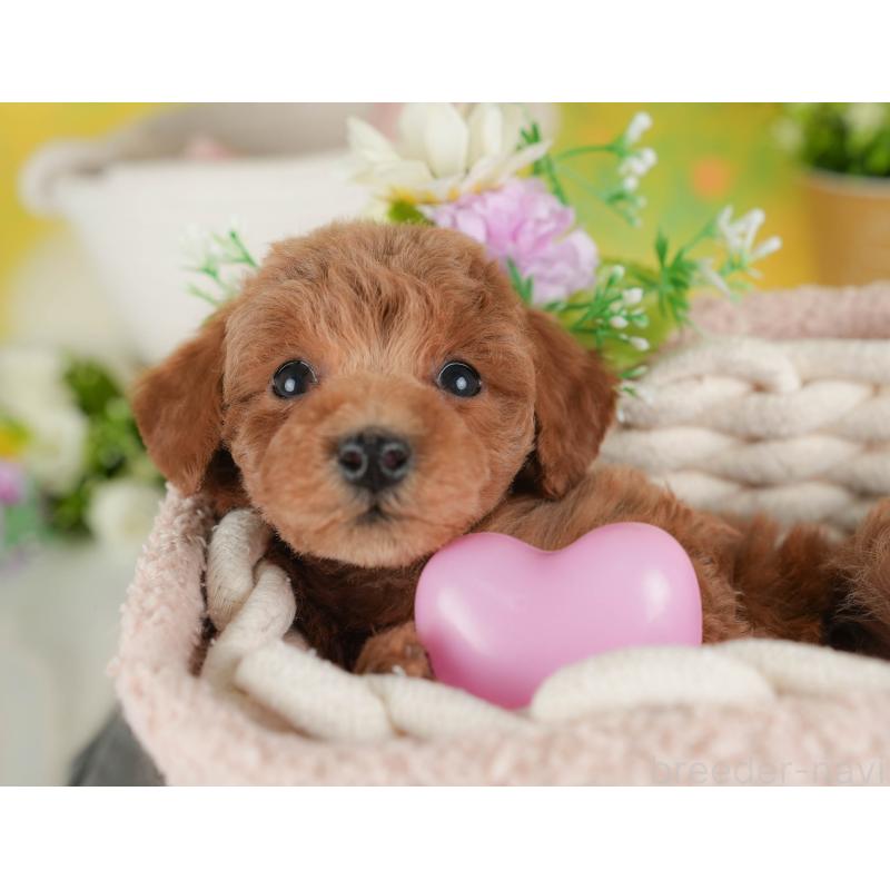 販売中の群馬県のトイプードル-443549の3枚目