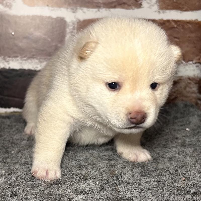 販売中の福岡県の豆柴-443181の10枚目