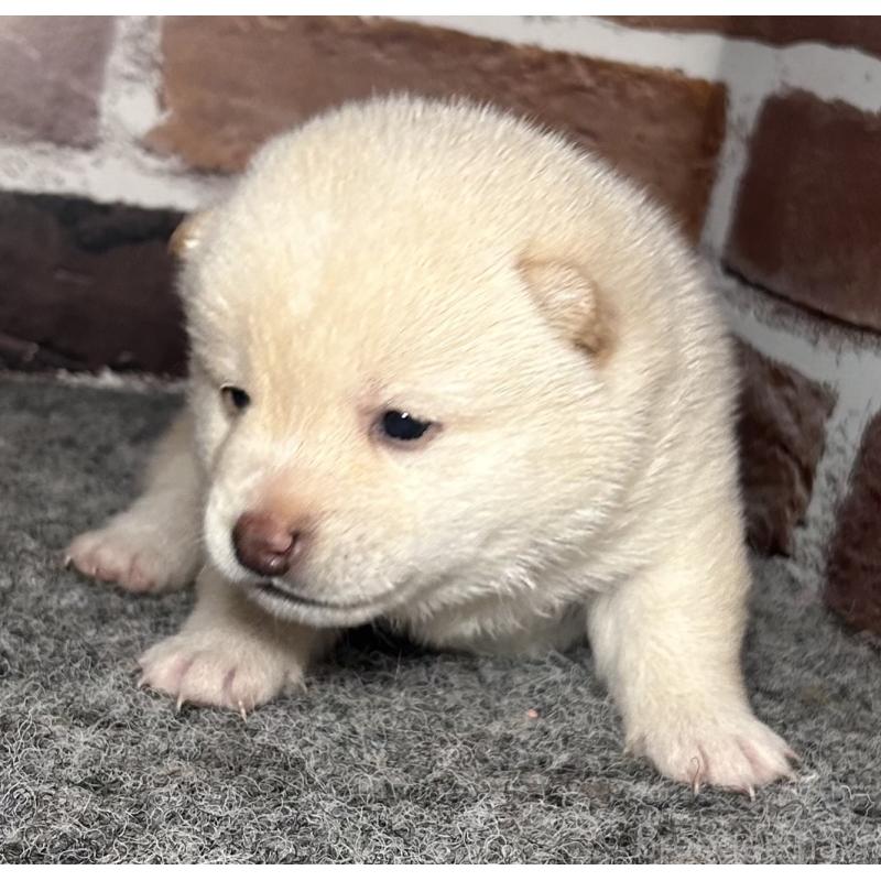 販売中の福岡県の豆柴-443181の9枚目