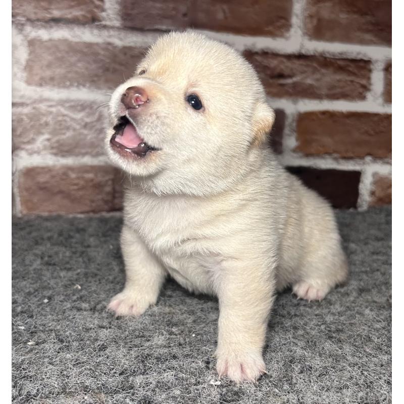 販売中の福岡県の豆柴-443181の7枚目