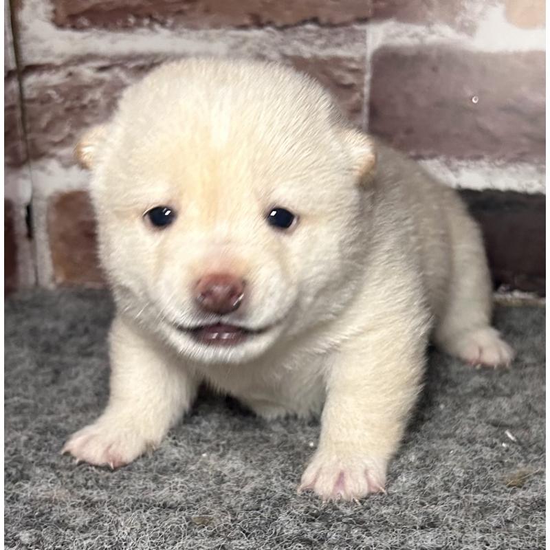 販売中の福岡県の豆柴-443181の6枚目