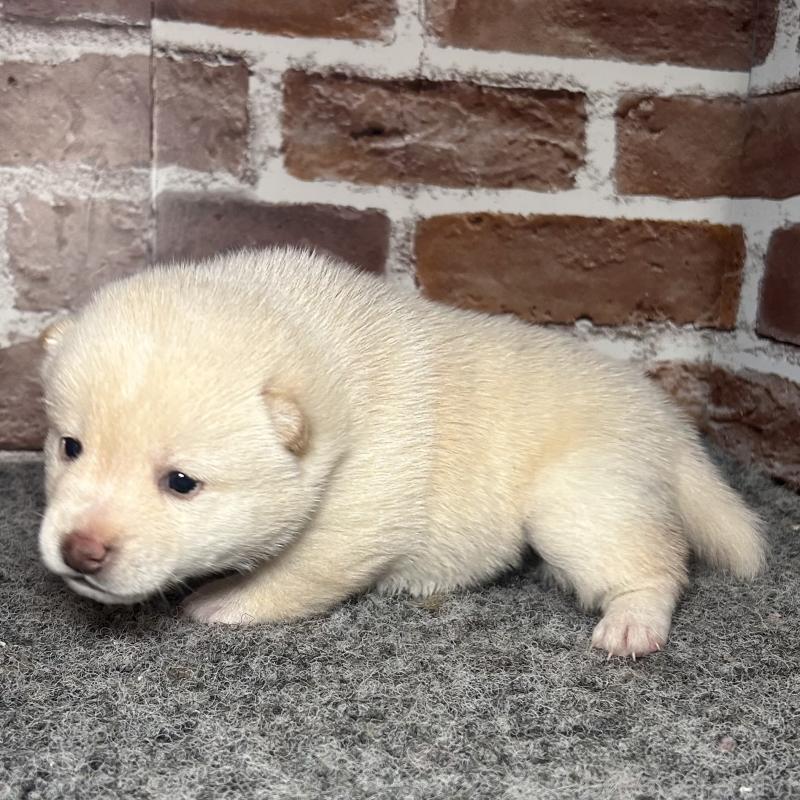 販売中の福岡県の豆柴-443181の5枚目