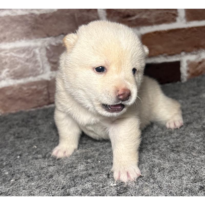 販売中の福岡県の豆柴-443181の4枚目