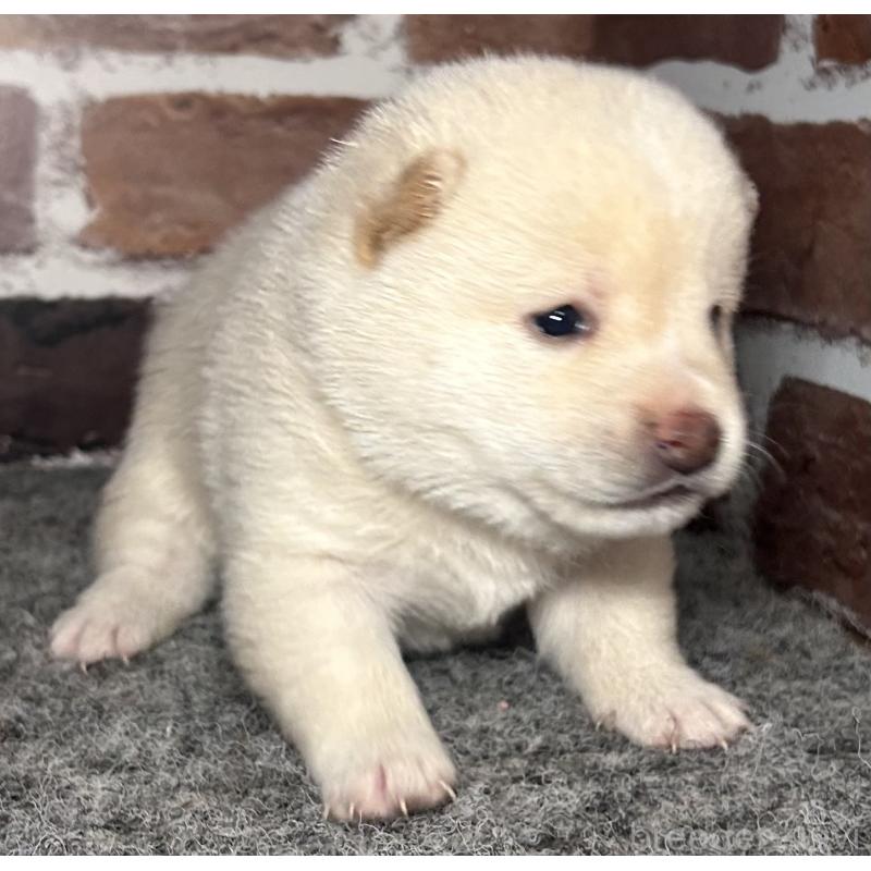 販売中の福岡県の豆柴-443181の3枚目