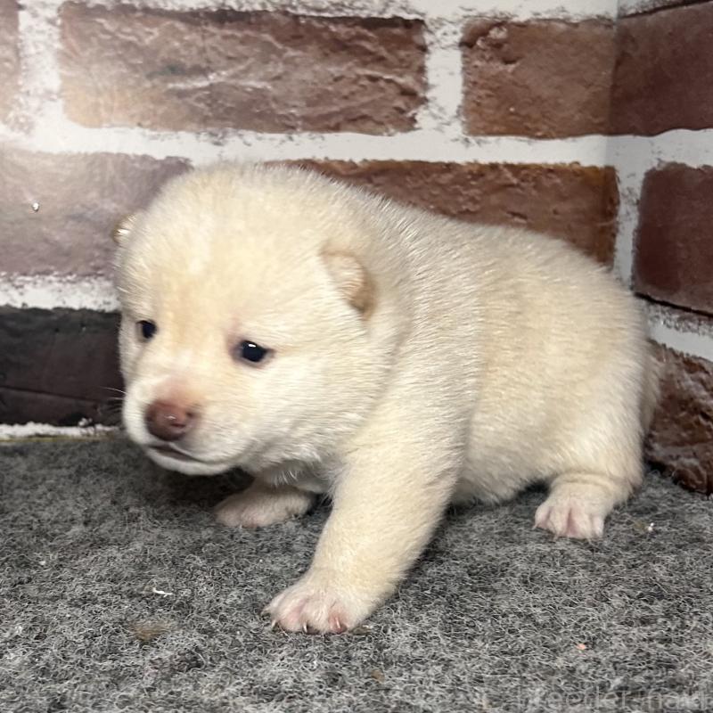 販売中の福岡県の豆柴-443181の2枚目